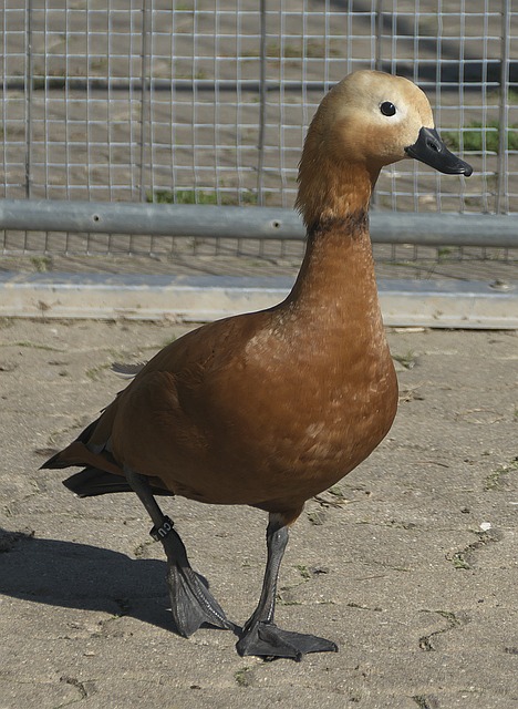 值观